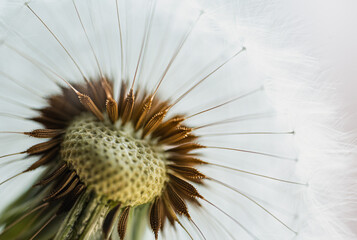 Macro close up of seeds in the head of a dandelion flower. - obrazy, fototapety, plakaty