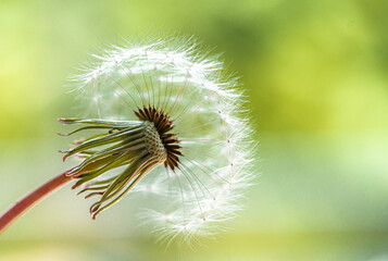 Close up of fluffy head of dandelion flower against green background.