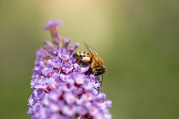 A honeybee with a pollen sac rests on a purple butterfly bush flower - obrazy, fototapety, plakaty