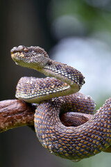 Mangrove pit viper ( Trimeresurus purpureomaculatus ) on a tree branch