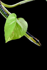 Close up photo of a painted bronzeback snake
