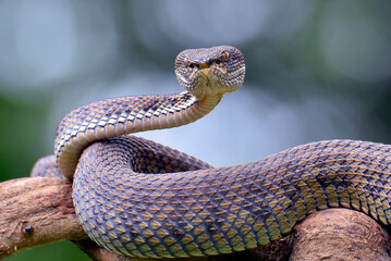 Mangrove pit viper ( Trimeresurus purpureomaculatus ) on a tree branch