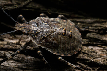 Close up of Rough Stink Bug
