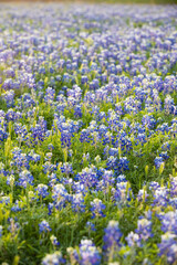 A field of bluebonnets during springtime
