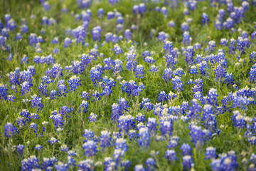 Obraz premium A field of bluebonnets during springtime