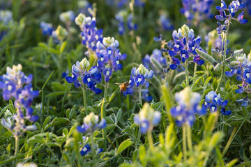 Obraz premium A bee in a field of bluebonnets