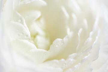 Detail of white ranunculus petals