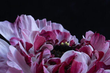 Closeup of pink and white ranunculus petals.