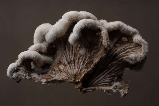 Close up of Splitgill Fungus