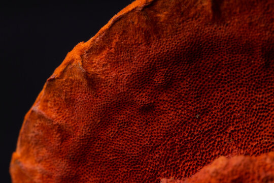 Close up of cinnabar polypore fungus