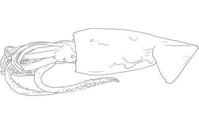 fresh squid hand draw lineout, Vector illustration, Isolated png white background.