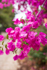 Macro view of various bougainvillea flowers.  