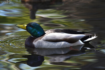 Male Mallard, Anas platyrhynchos, in a pond with reflection.