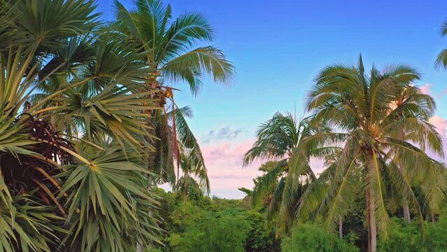 Coconut palm tree foliage and tropical climate vegetation nature background