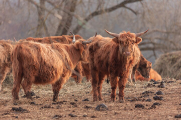 Gentle Giants of Spring: Furry Brown Wild Cow Flock Grazing in the Field in Northern Europe