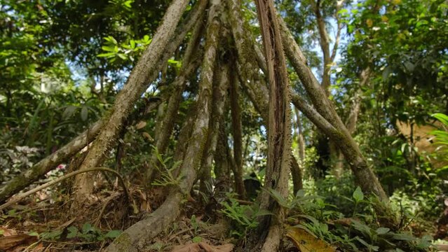 pona sancona the walking tree in the amazon forest close up of the roots in the rainforest 