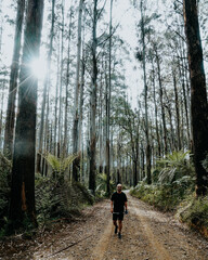 Obraz premium hiking in the woods