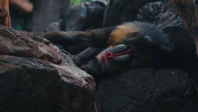 Closeup Of Mandrill Monkey Lying On The Rock In The Zoo.