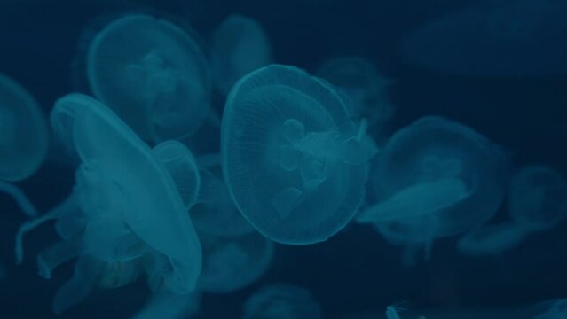 Fluther Of Saucer Jelly Floating Underwater. closeup