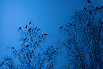 Mystical Observer: Crow Perched Amongst the Branches in Northern Europe