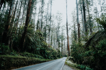 Obraz premium road in the woods