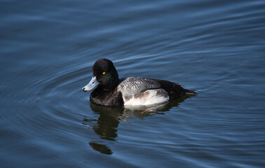 Ruddy Duck, Oxyura jamaicensis