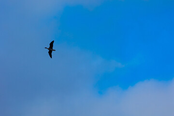 Beautiful early spring scenery - ducks flying in the sky in Northern Europe
