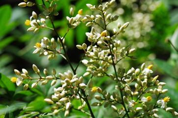 ナンテンの花とつぼみ