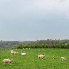Fototapeta na wymiar sheep graze in green grassy meadow in hilly countryside of south limburg in the netherlands