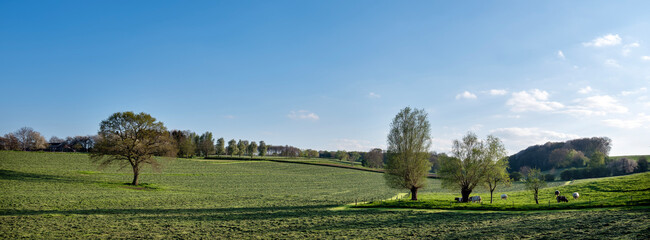 beef cows in belgian countryside close to dutch province of limburg in spring