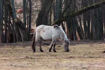 Graceful Freedom: Majestic Wild Horses Roaming in Early Spring in Northern Europe
