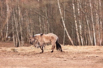 Graceful Freedom: Majestic Wild Horses Roaming in Early Spring in Northern Europe