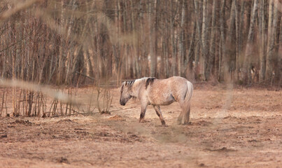 Fototapeta na wymiar Graceful Freedom: Majestic Wild Horses Roaming in Early Spring in Northern Europe