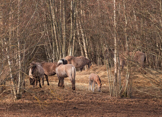Naklejka na ściany i meble Graceful Freedom: Majestic Wild Horses Roaming in Early Spring in Northern Europe