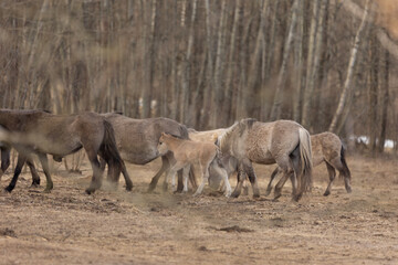Naklejka na ściany i meble Graceful Freedom: Majestic Wild Horses Roaming in Early Spring in Northern Europe