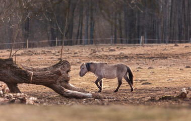 Obraz na płótnie Canvas Graceful Freedom: Majestic Wild Horses Roaming in Early Spring in Northern Europe