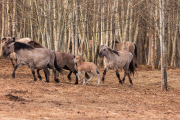 Graceful Freedom: Majestic Wild Horses Roaming in Early Spring in Northern Europe