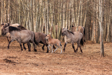 Fototapeta na wymiar Graceful Freedom: Majestic Wild Horses Roaming in Early Spring in Northern Europe