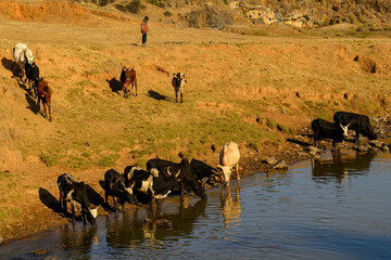 Troupeau s'abreuvant à une rivière