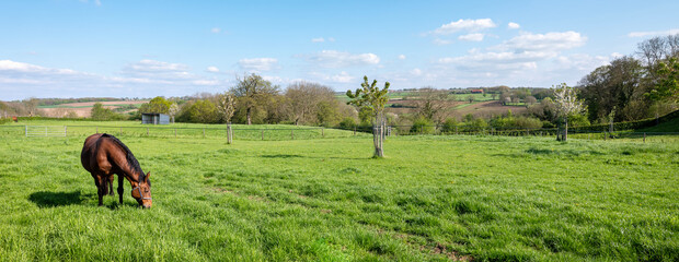 brown horse grazes in green grassy meadow near maastricht in south limburg © ahavelaar
