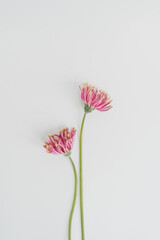 Beautiful pink gerber flowers on white background. Aesthetic minimal floral composition