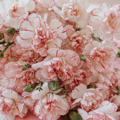 Close up view of pink carnation flower
