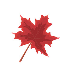 red maple leaf