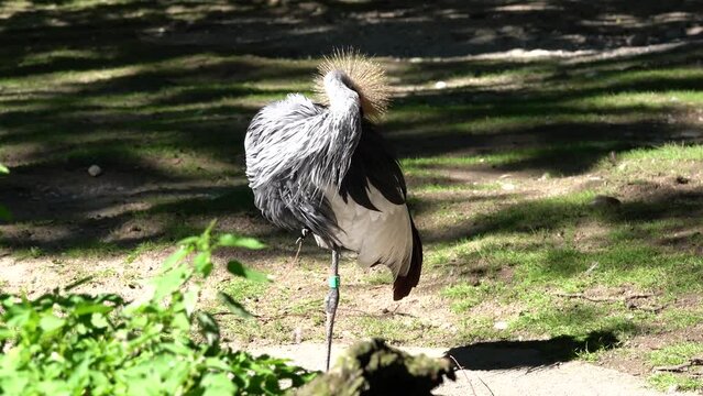 Black Crowned Crane, Balearica pavonina in a park
The Black Crowned Crane, Balearica pavonina is a bird in the crane family Gruidae.