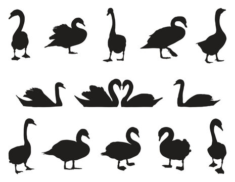 Set of black swans silhouettes vector silhouettes