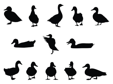 set of black duck silhouettes vector illustration