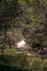 Fototapeta premium Forêt provençale