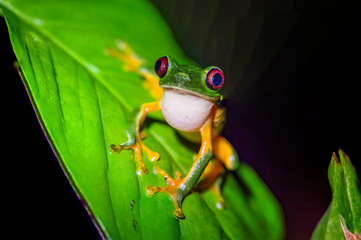 Red-Eyed Tree Frog (Agalychnis callidryas) on a leaf looking at camera, taken in Costa Rica
