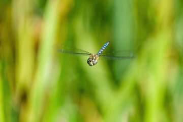Migrant hawker (Aeshna mixta) in flight facing camera, taken in London, England