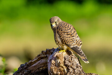 Common Kestrel (Falco Tinnunculus) juvenile perched on top of a log, taken in London